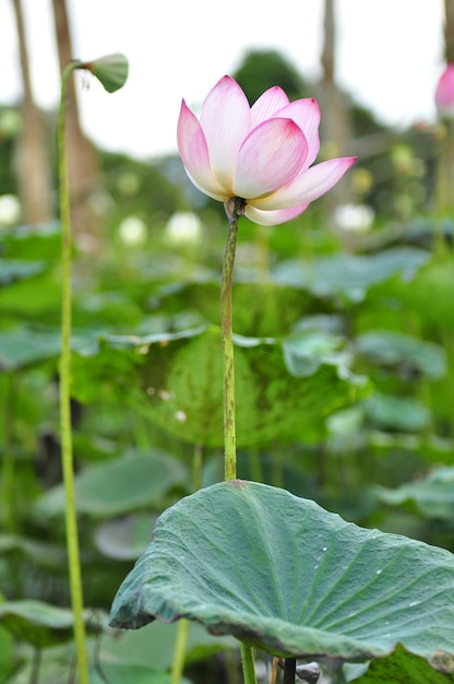 Close-up of pink lotus water lily