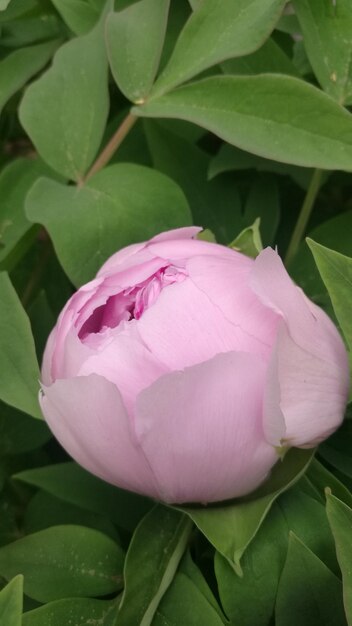 Close-up of pink lotus water lily