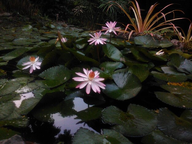 Foto prossimo piano del giglio d'acqua del loto rosa