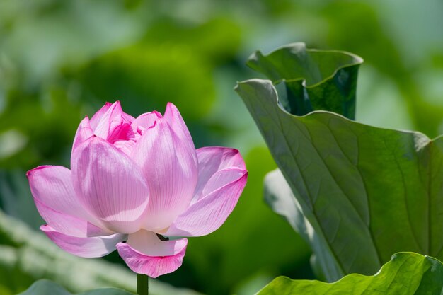 Photo close-up of pink lotus water lily