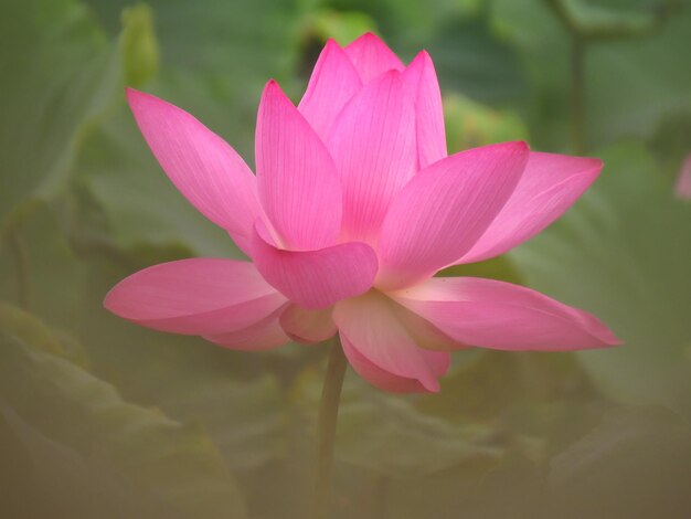 Photo close-up of pink lotus