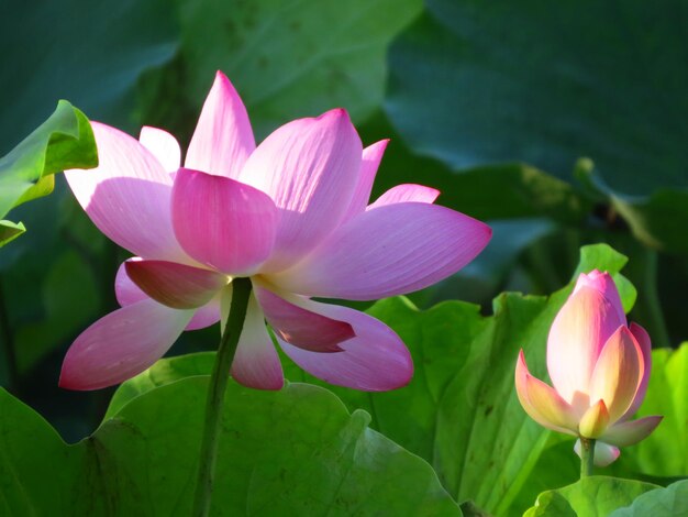 Photo close-up of pink lotus