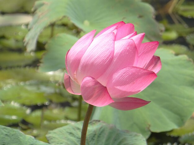 Photo close-up of pink lotus