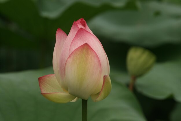 Photo close-up of pink lotus