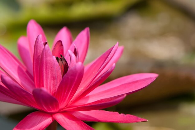 Close-up of pink lotus