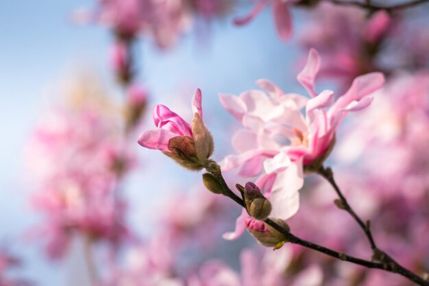 Photo close-up of pink magnolia blossom