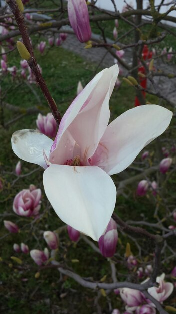 Foto prossimo piano di una magnolia rosa su un ramo