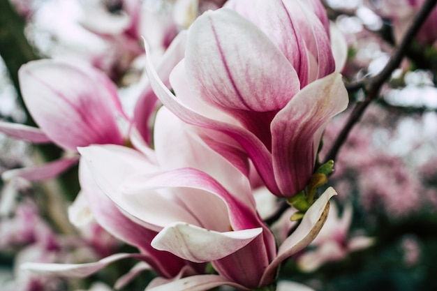 Foto prossimo piano della magnolia rosa