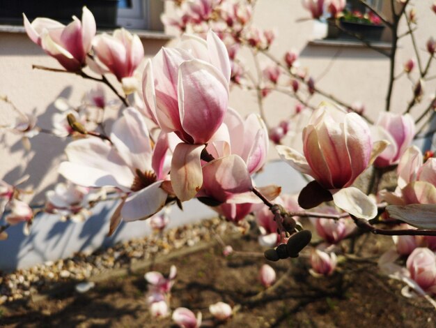 Photo close-up of pink magnolia