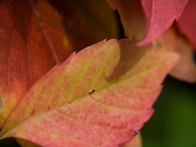 Close-up of pink maple leaves on plant during autumn