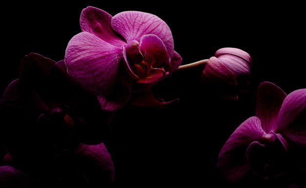 Photo close-up of pink orchid against black background