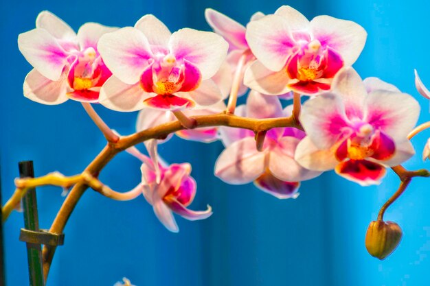 Close-up of pink orchid against sky