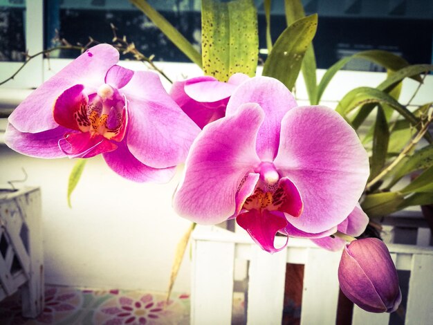 Close-up of pink orchid blooming outdoors