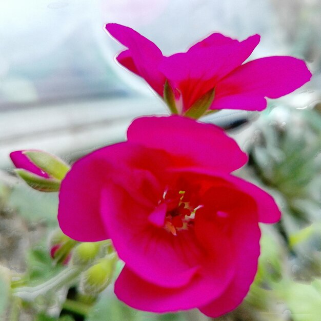 Close-up of pink orchid blooming outdoors