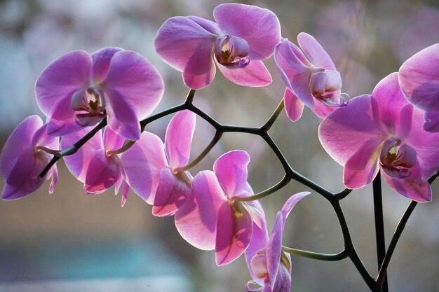 Foto prossimo piano di un'orchidea rosa in fiore all'aperto