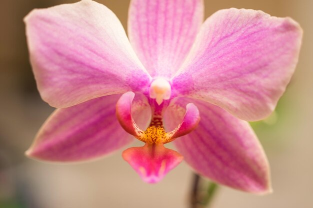 Photo close-up of pink orchid flower