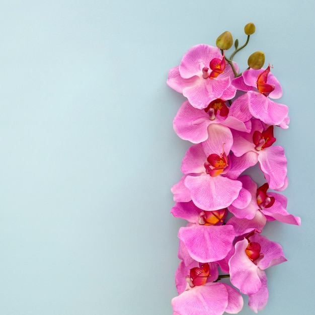 Photo close-up of pink orchid flowers on blue backdrop