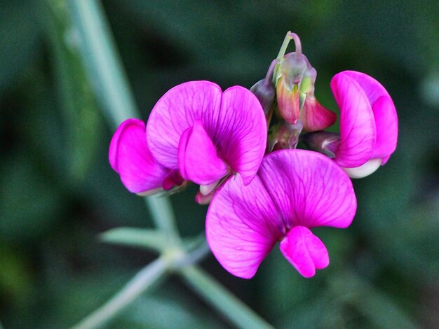 Photo close-up of pink orchid flowers