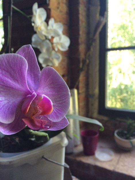 Foto prossimo piano dei fiori di orchidee rosa