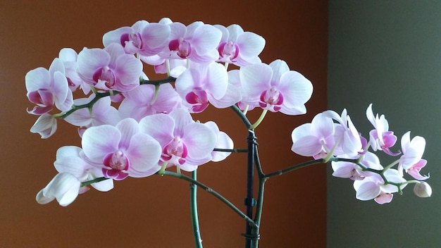 Photo close-up of pink orchid flowers