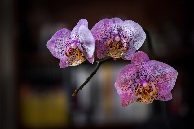 Foto prossimo piano di un'orchidea rosa