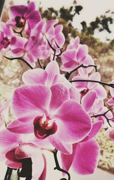 Foto prossimo piano di un'orchidea rosa