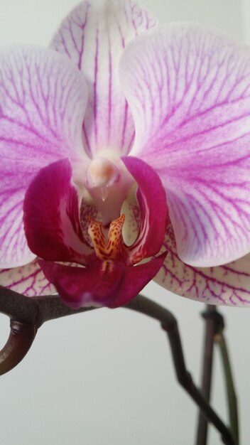 Close-up of pink orchid