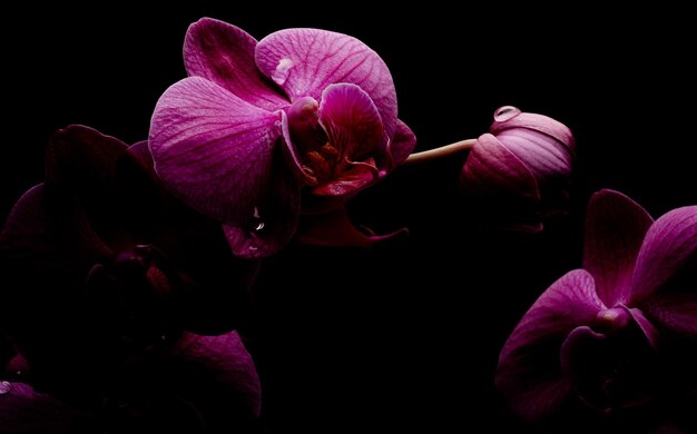 Photo close-up of pink orchids against black background