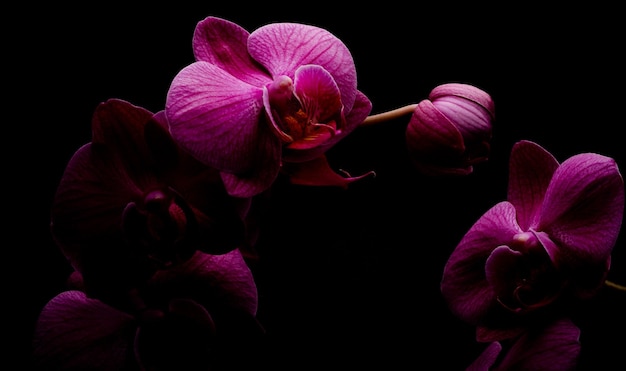 Photo close-up of pink orchids against black background