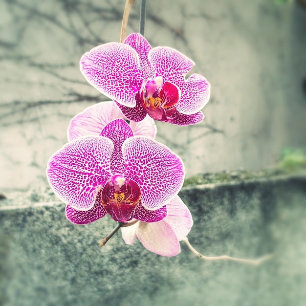 Close-up of pink orchids against wall