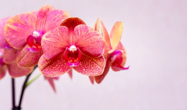 Close up on pink orchids against a wall