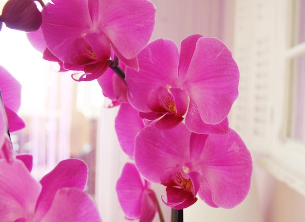 Close-up of pink orchids blooming indoors