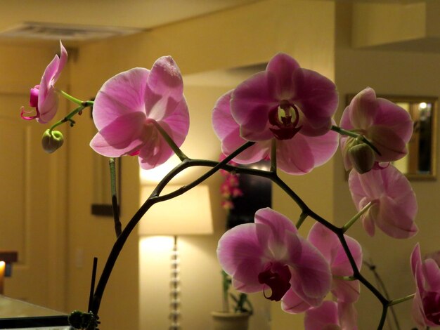 Close-up of pink orchids blooming outdoors