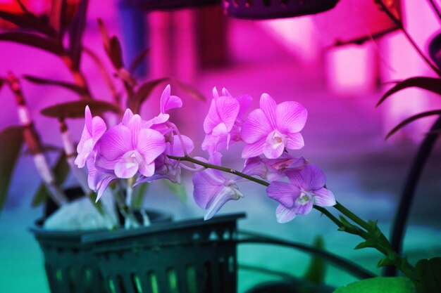 Close-up of pink orchids blooming outdoors