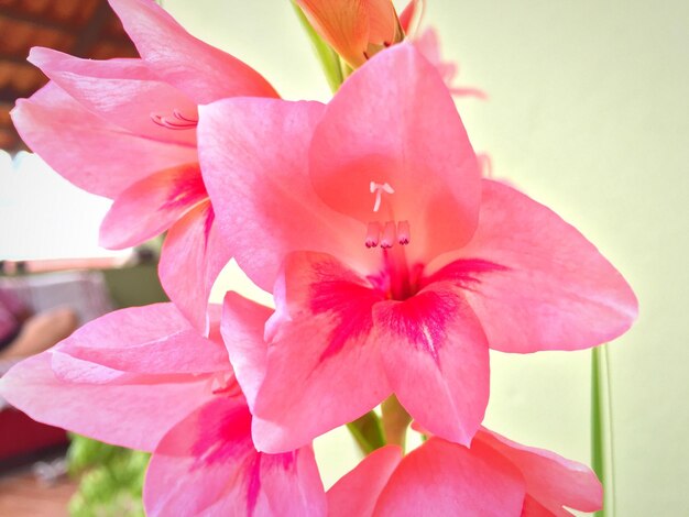 Close-up of pink orchids blooming outdoors