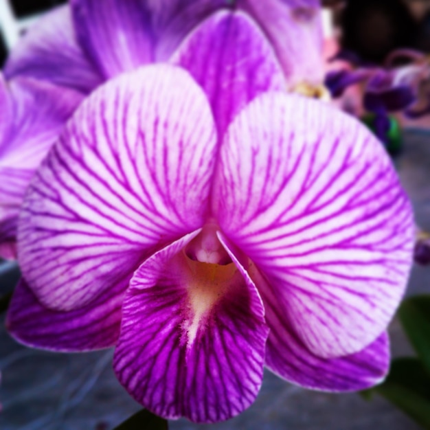 Close-up of pink orchids blooming in park