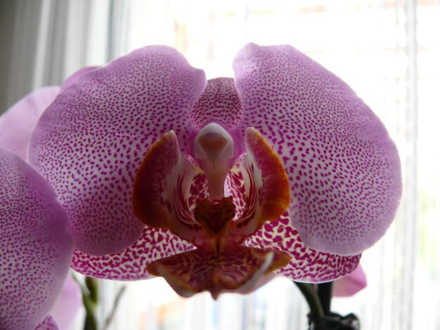 Photo close-up of pink orchids by window