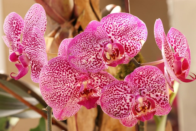 Photo close-up of pink orchids