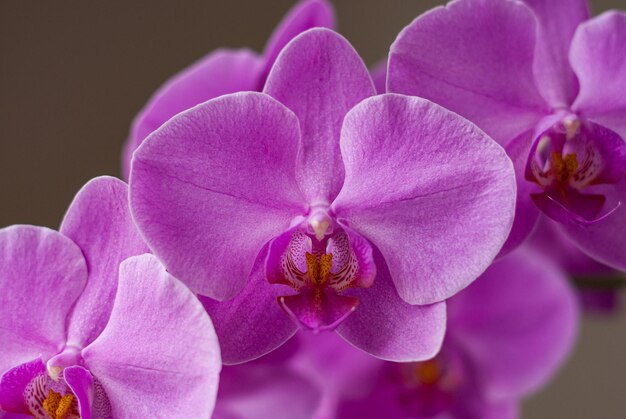 Photo close-up of pink orchids