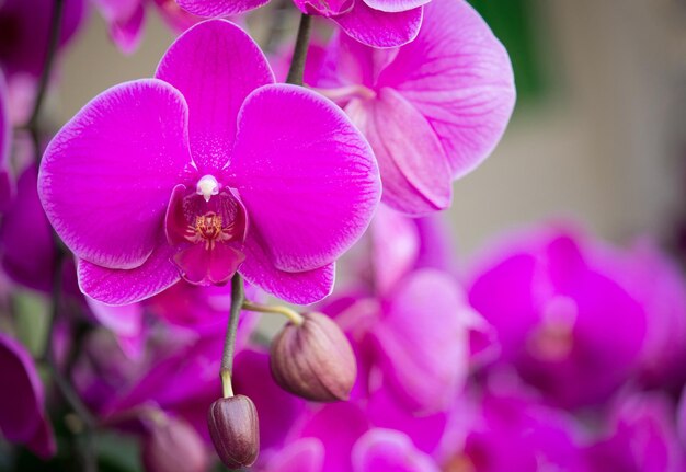 Photo close-up of pink orchids