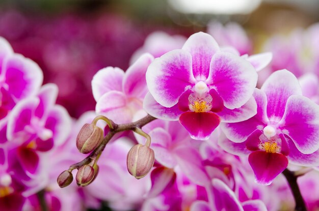 Close-up of pink orchids