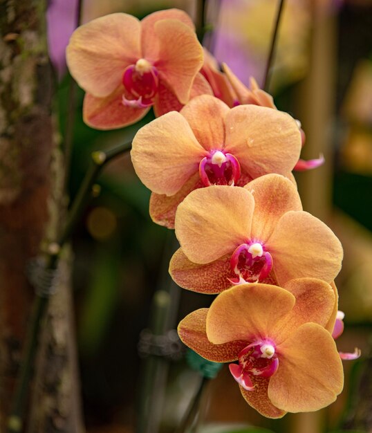 Photo close-up of pink orchids