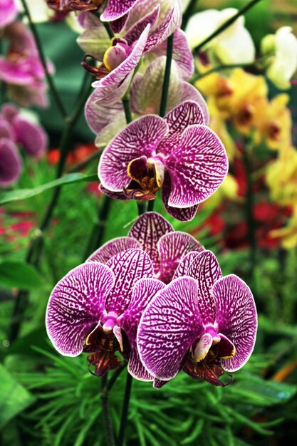 Photo close-up of pink orchids