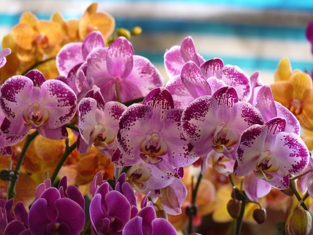 Foto prossimo piano di orchidee rosa