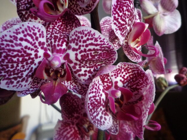 Photo close-up of pink orchids