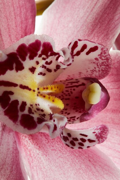 Foto prossimo piano di orchidee rosa