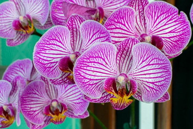 Close-up of pink orchids