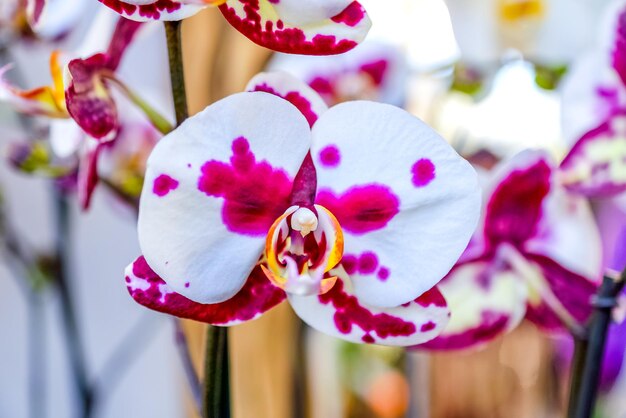 Close-up of pink orchids