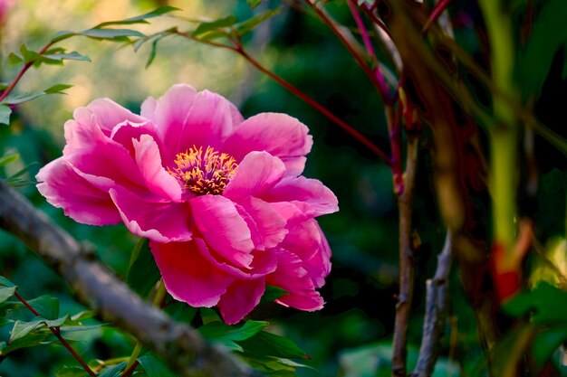 Photo close-up of pink paeonia