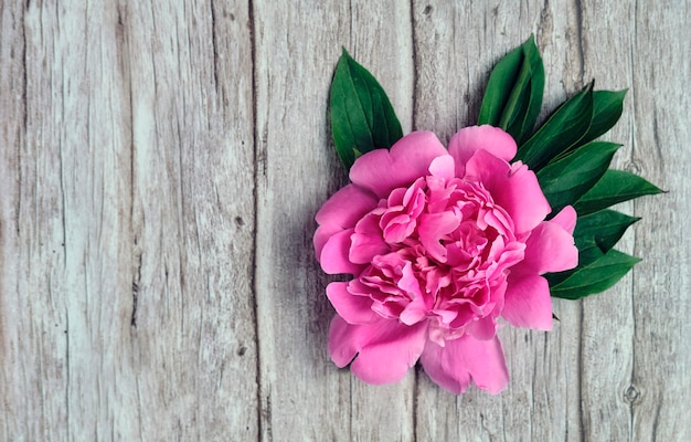 Close-up of pink peony buds